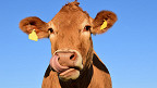 MAPA suspende o envio de carne bovina para a China; como ficam os frigoríficos?