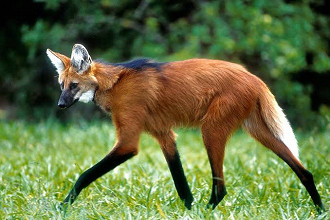 Lobo-guará é conhecido como o semeador do cerrado. Foto de Adriano Gambarini para National Geographic Brasil.