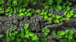 Parceria Ambipar e Bradesco: clientes poderão calcular e neutralizar emissões de carbono Parceria Ambipar e Bradesco: clientes poderão calcular e neutralizar emissões de carbono